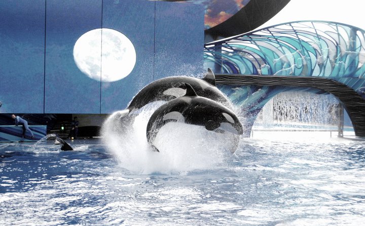 Two orcas at SeaWorld Orlando preforming the Believe show in 2013. 