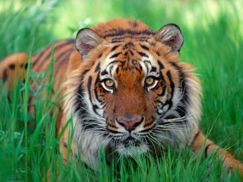 Picture provided by Google Images The South China tiger is one of many endangered species. 