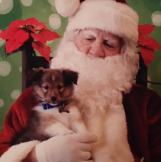 St. Nicholas, better known as Santa, poses with Sheltie Puppy. Photo Courtesy of Tatum Sybert.