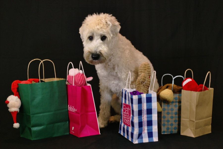 Even household pets love gifts at Christmas