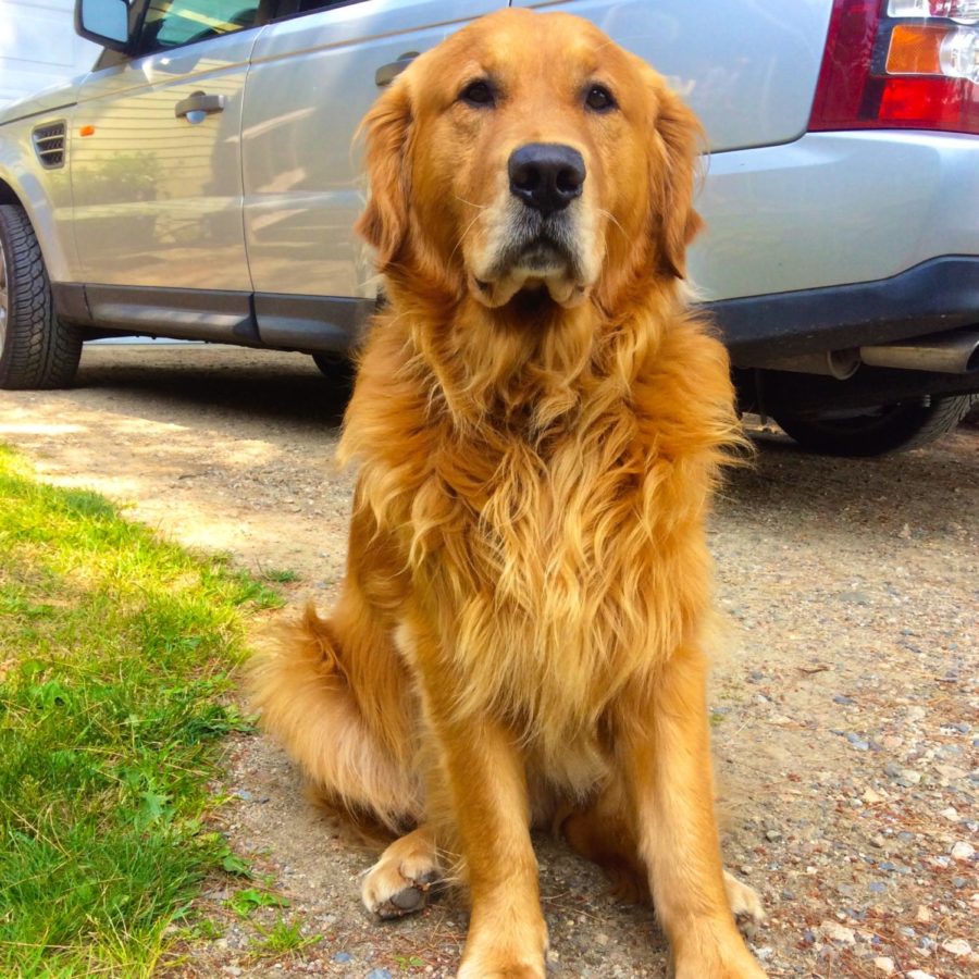 Waiting for Dad to get home! Stage Raynor, golden retriever, Kennebunkport, ME. Sometimes he wanders through the woods to his girlfriends house, but always makes it back for dinner time. He loves swimming whether its in our house in Maine or Florida. -Anne Raynor, owner.