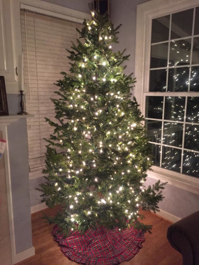 The beautiful Christmas Tree sparkles with Christmas lights before being decorated.
