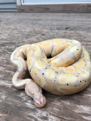 Spotted banana morph ball python curling up in the sun. Though average ball pythons are around $75, the banana morphs are more on the pricey side.