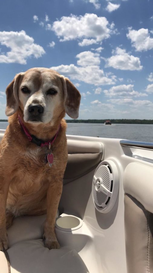 Berkeley loves boat rides!  She loves being around people, stealing food and getting lots of love.  On the days when she is stuck on land, she still lounges on the foredeck, soaking up sun and enjoying the breezes off the water.