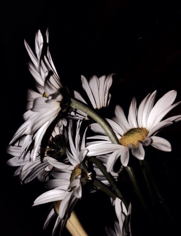 Daisies+are+known+to+represent+purity.+