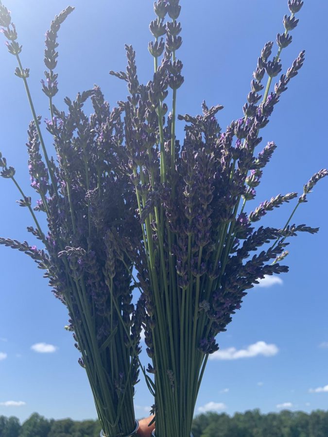 I picked a bushel of lavender. I was with my friends we decided to go to the lavender farm. We picked a bunch of lavender and we learned that you can make lavender lemonade.