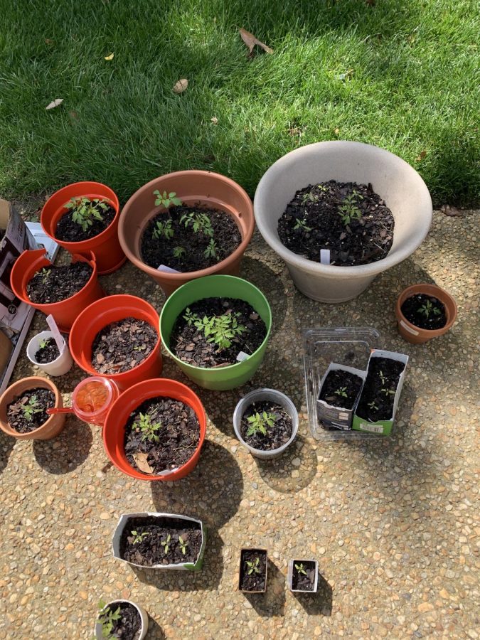 The plants have sprouted and we were able to move them to the pots! Me and my sister transferred our sprouts into the pots outside. This is them after a few weeks in their new location. 