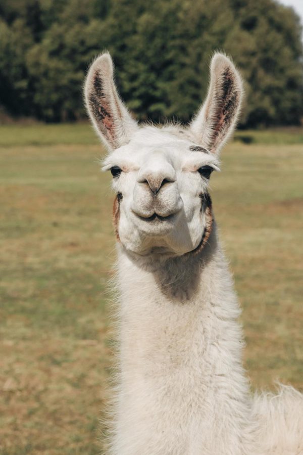 Happy to help. Will llamas be the answer to this everlasting pandemic?