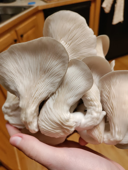 The gills on the fully grown mushrooms formed an amazing pattern.