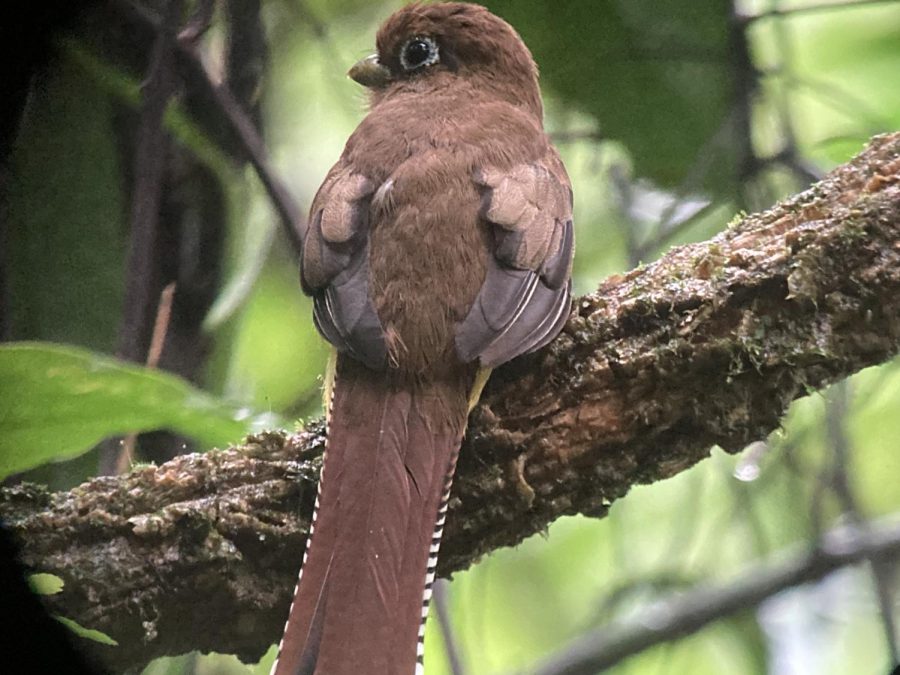 Wild female Trogon in the Rain forest of the Osa Peninsula Sitting on a tree branch.   
