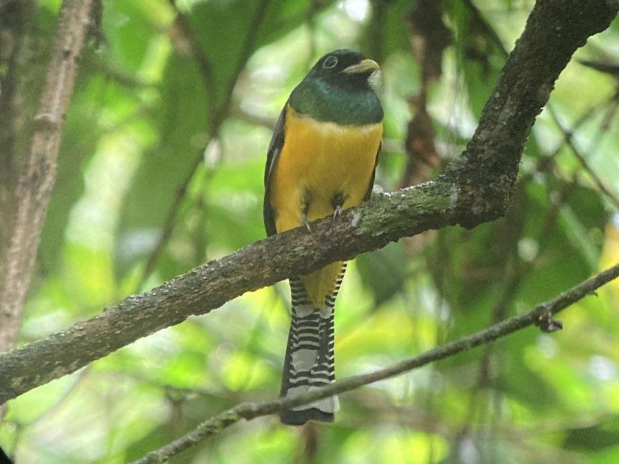 Male Trogon on a branch that flew of moments later.  