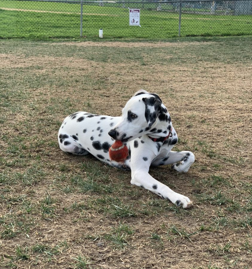 Finn sits at a dog park after discovering a ball left behind by a dachshund. Finn loves toys and does not want to give up the ball.