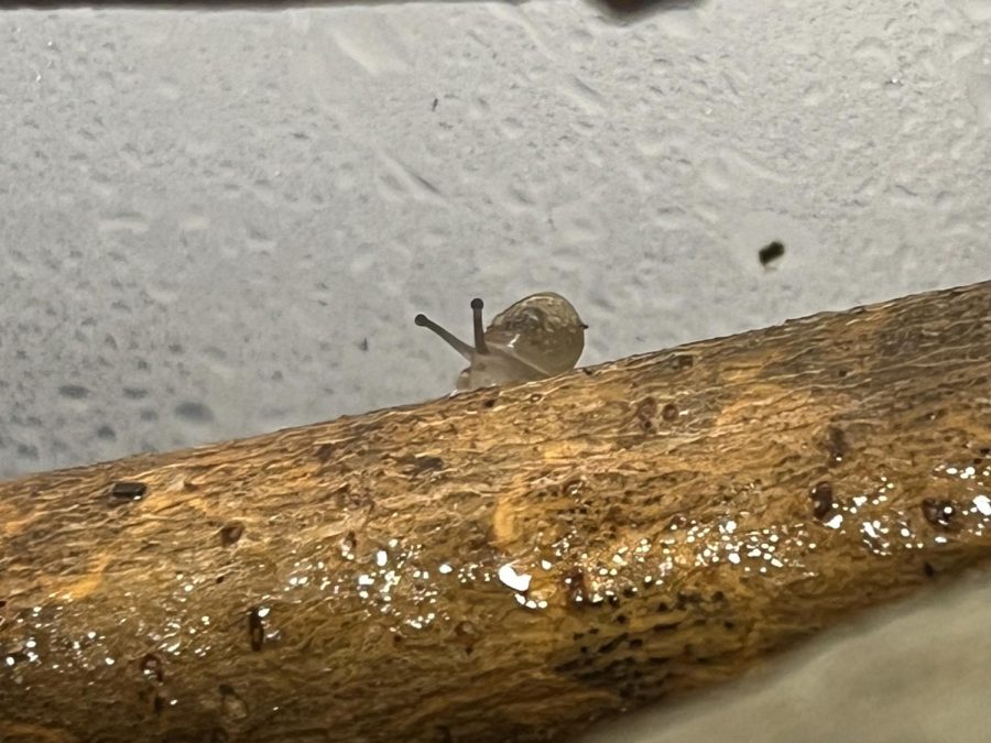 This picture is a baby snail. Most people think snails are originally slugs. However, this is not true. Snails are born with shells from day one. This little guy is about two weeks old and has a full shell.
