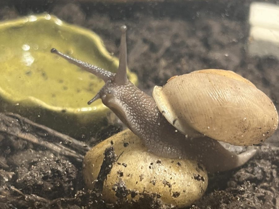 the snail in the photo is five years old. While every breed of snail is different, most land snails like garden snails have long lives in captivity. In the wild however it bumps it down to around one year because of predators. But yes, there is most definitely a snail older than you right now if you are under 20.

