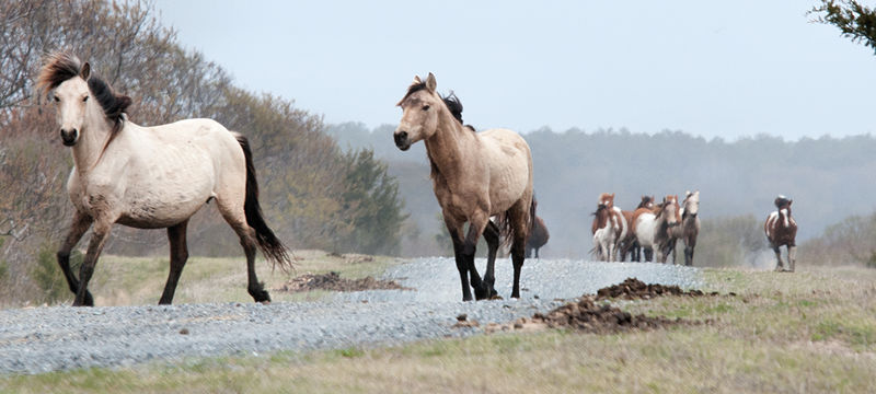 The wild ponies of Chincoteague Island, soon to become an official symbol of the state of Virginia.