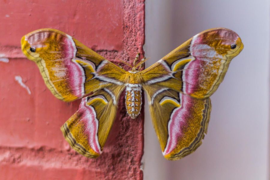 BugBlogs: The Interesting Lives of Moths.
