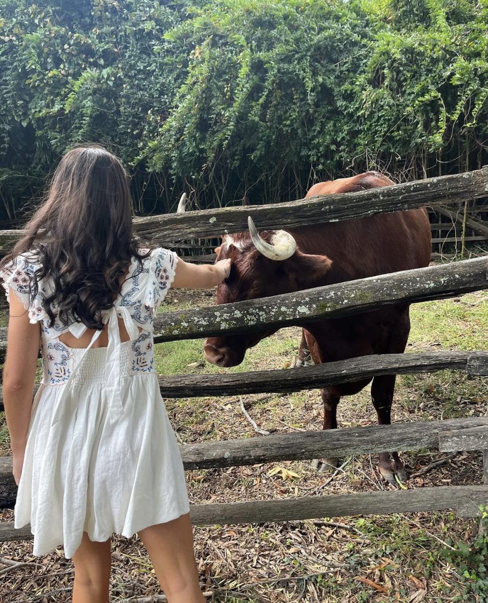 Petting a cow, Abigail loves animals and being out in nature. As she was walking around Colonial Williamsburg, she decided it was necessary to stop and see the cow. 