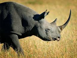 Black Rhino 