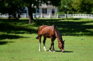 In places such as Colonial Williamsburg, animals graze peacefully in an area enclosed by a small wooden fence. Implications of incidents such as what happened in Ohio may result in reassessment and change of current enclosure standards.