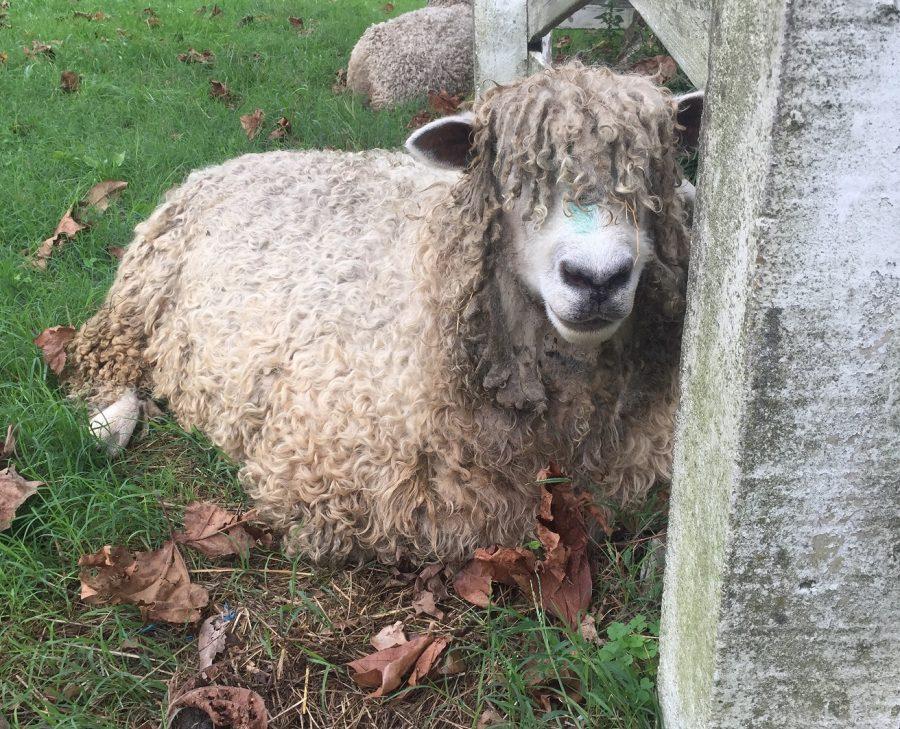 A sheep at Colonial Williamsburg represents the millions of animals that Supermeat could save lives.