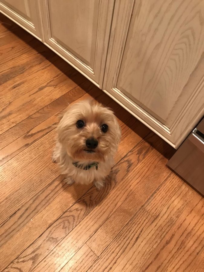 Exploding with cuteness, Laird Angus Mckangus sits patiently as he awaits for the warm embrace of an LHS Student. 