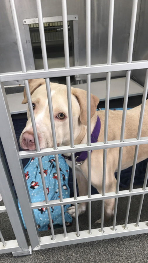 "Unconditional love is as close as your nearest shelter." Madisyn Guiseppi visits her nearest animal shelter in hopes of adopting this furry friend.