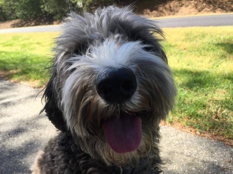 Having a lot of Labradoodle energy, Toby likes to jump up on anyone who walks in the door. His owners take him on long walks in order to get some of his energy out. Toby is a 3 year old puppy with more fur than most. His owners, Kirstie Peterson and her family, spent big bucks on him in order to get such a unique mix. After losing their previous puppy, Toby was the perfect piece to fill their hearts!