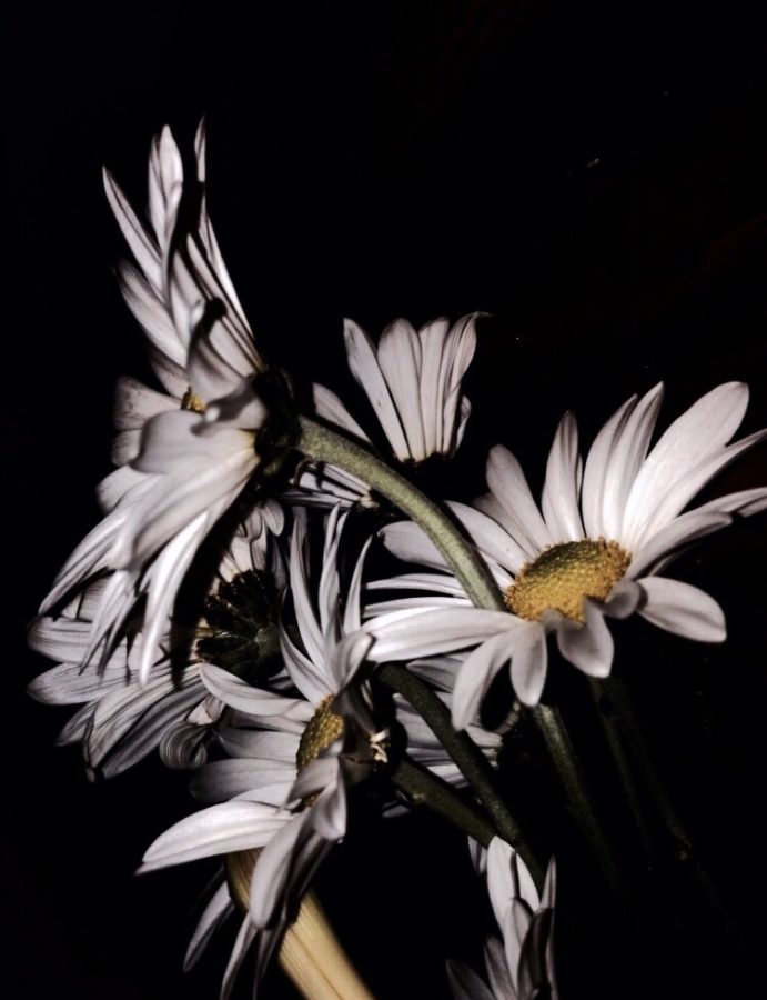 Daisies are known to represent purity. 