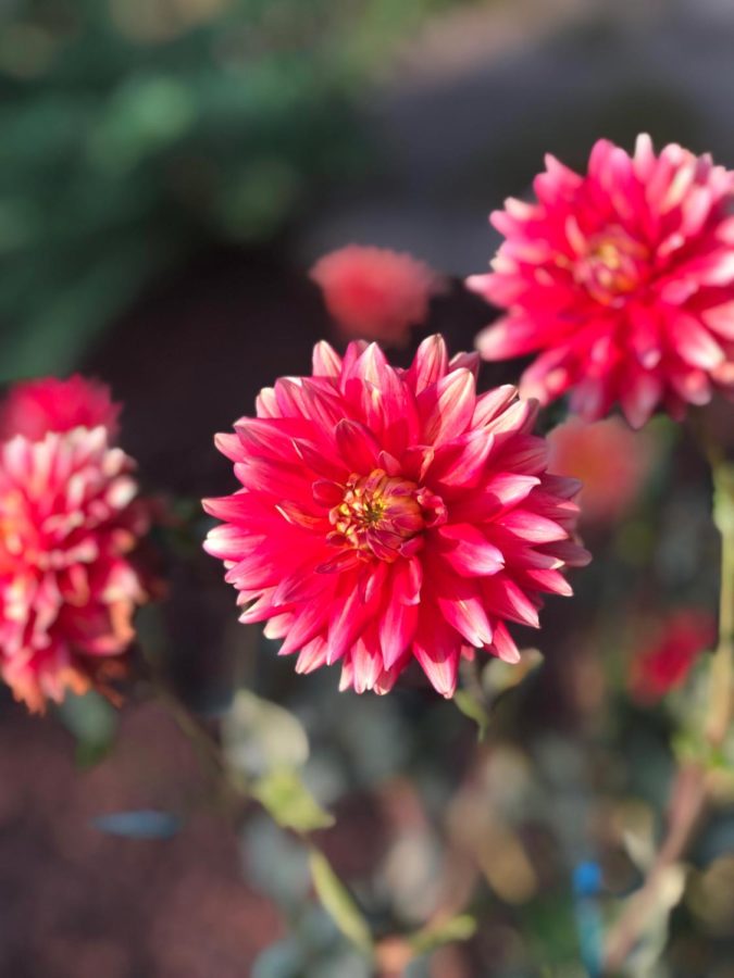 Everyone loves flowers in their frontyard. Flowers brightens the morning. 