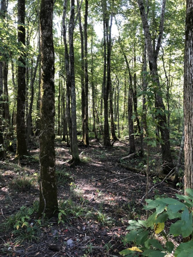 The Ford's Colony and Windsor Forest nature trail is a very peaceful pathway in the woods.