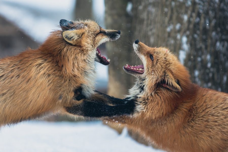 People are supposed to behave properly during a debate but most of the times it turns into a wild fight.