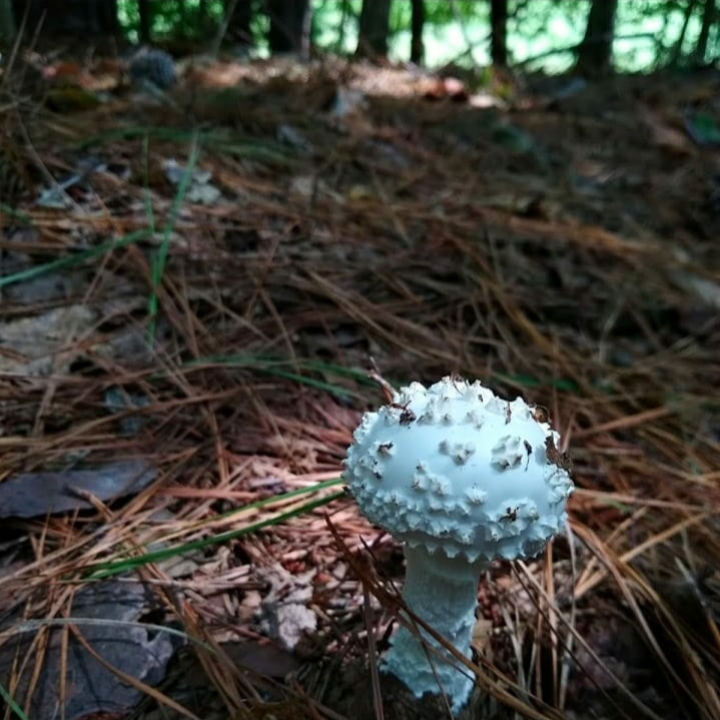 One of my favorite ways life springs up around my neighborhood is through the small, colorful mushrooms that pop up in my backyard when the weather gets rainy. 