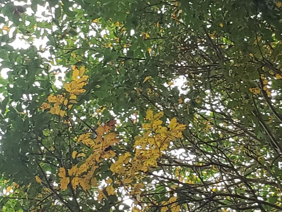 A photo of a tree in autumn on on a sunny day in Williamsburg James City County. I really like climbing this tree but in Fall, I don't because the spiders like these types of trees