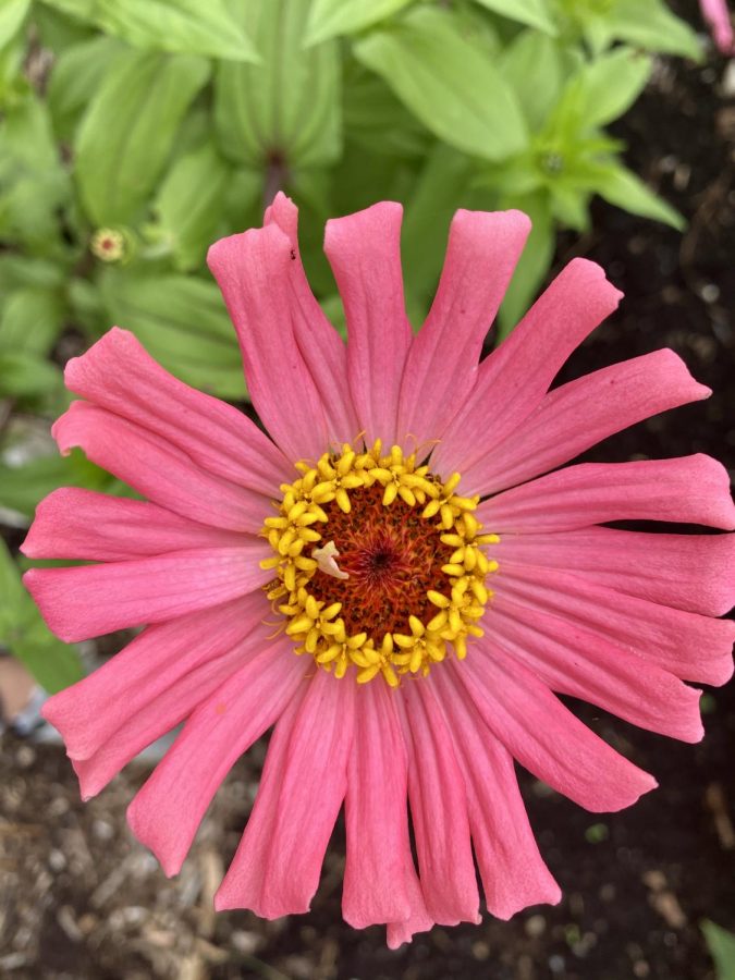 Because of the large amount of pollen on the pink flower, a bee flew on it right before I walked up to the flower.