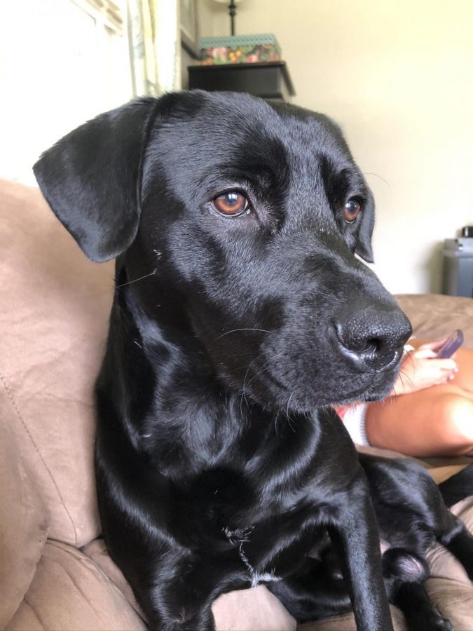 On a normal day where not much is happening, dogs tend to sit on the couch with you and just look around. In this case Bowie is looking out at the street, actively paying attention to anything that moves. It's an activity that doesn't sound human like, but his owner likes to keep a close eye on the neighborhood as well.