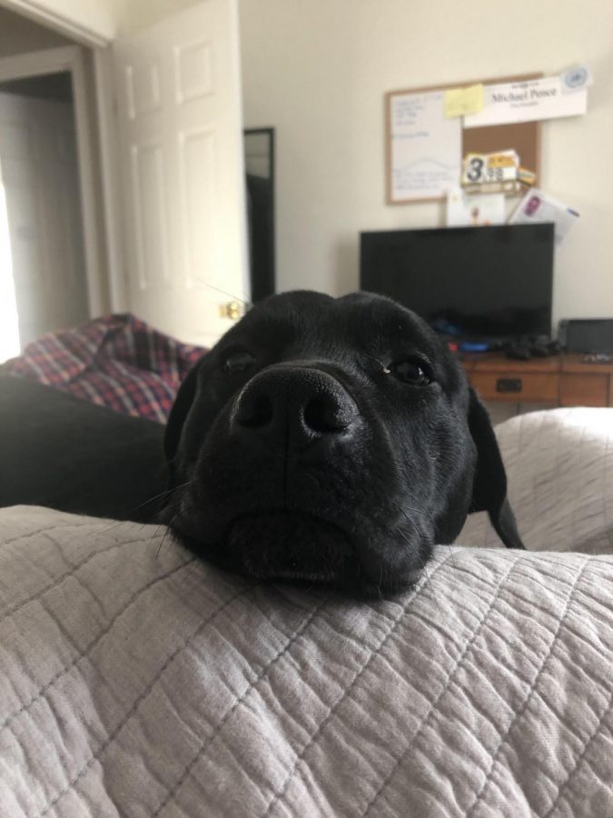 Even when you are laying in bed your companions will want to be with you. Bowie was craving for attention in the middle of an afternoon nap. He always loves to get in extra pets and snuggles when his jealous sister isn't around. Don't think you can get away with just giving one dog attention.