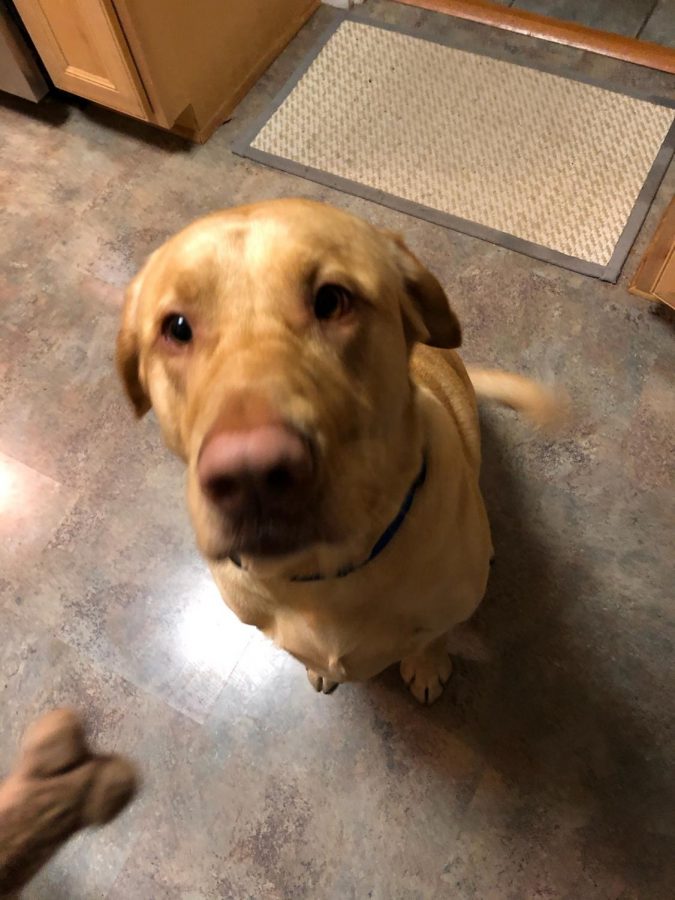 I thought he earned himself a cookie, and clearly he agreed. His tail was generating enough wind to power the entire east coast.