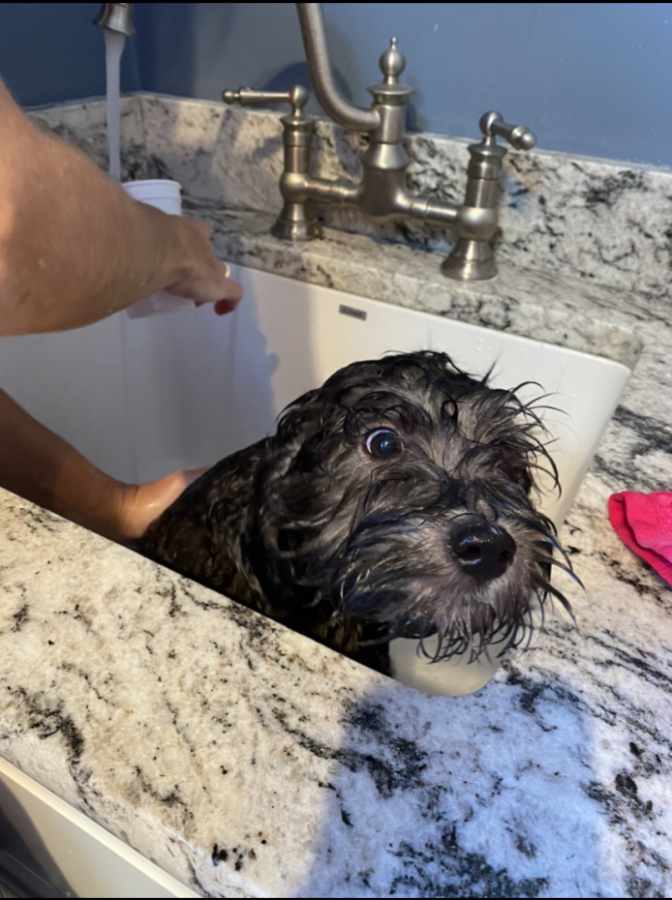 Max's First Bath!