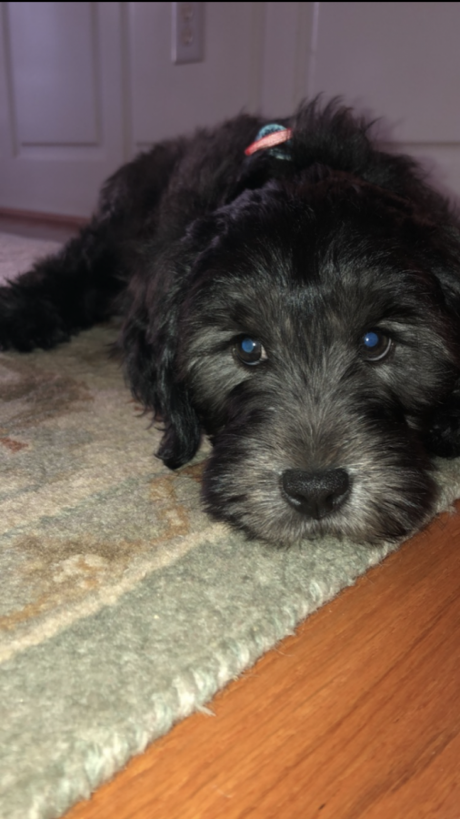 The very first picture: as soon as we got home, Max pranced his way over the the softest rug. Soon after this photo was taken, he made his presence known and peed right on that very rug.