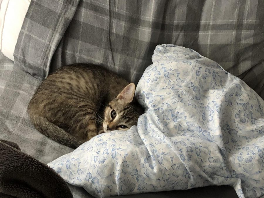 Percy, at two months, cuddles into a pillow.  Used to cuddling with her brother, she feels cold and can't fall asleep.  Every once in a while, you'll hear her meow as a call to him to nap with her.