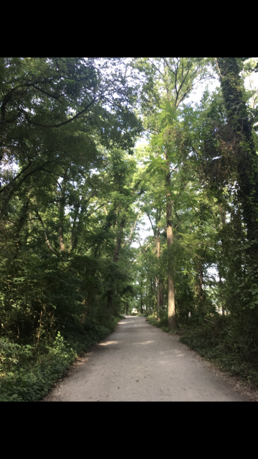 the trees are almost like parallel lines. They really help give you a great view of the photo.