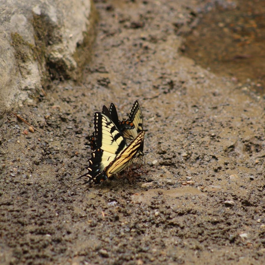 Fluttering butterflies are spotted resting near the creek bend at Natural Bridge. They are unaffected by the people walking by, taking their time to for rest and relaxation. 