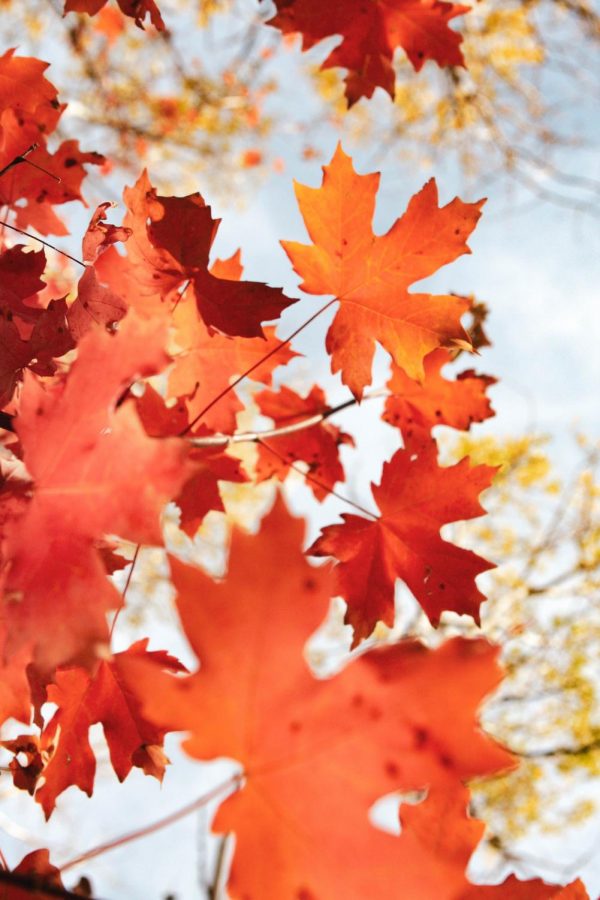 Sunlight sparkles through the crisp leaves. Foliage on the ground begs to be crunched by busy boots and shoes.