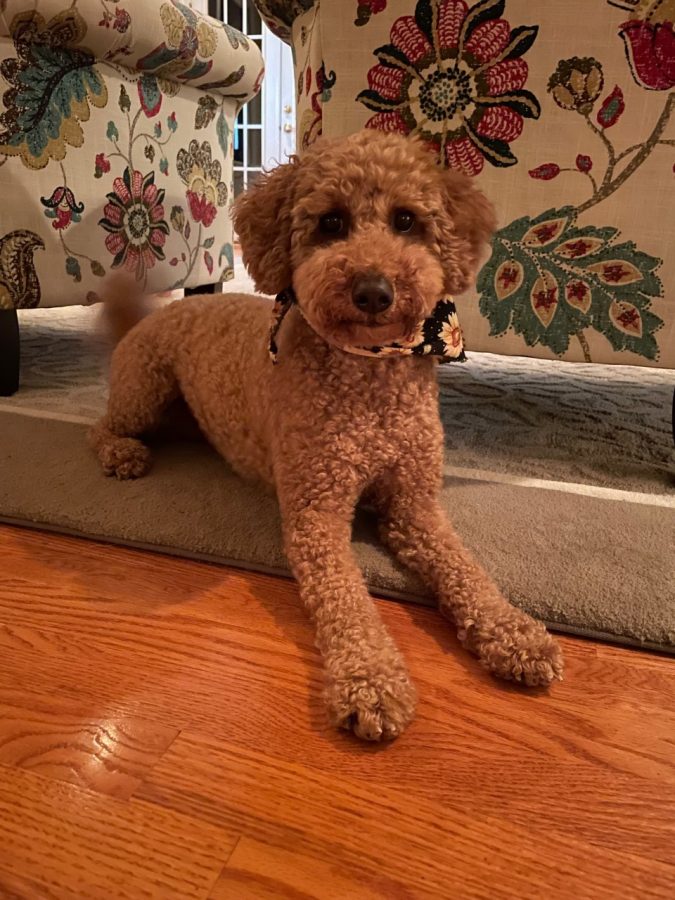 Satisfied with herself and her food, Penny lays down by the living room to rest and relax after such an exciting occasion.