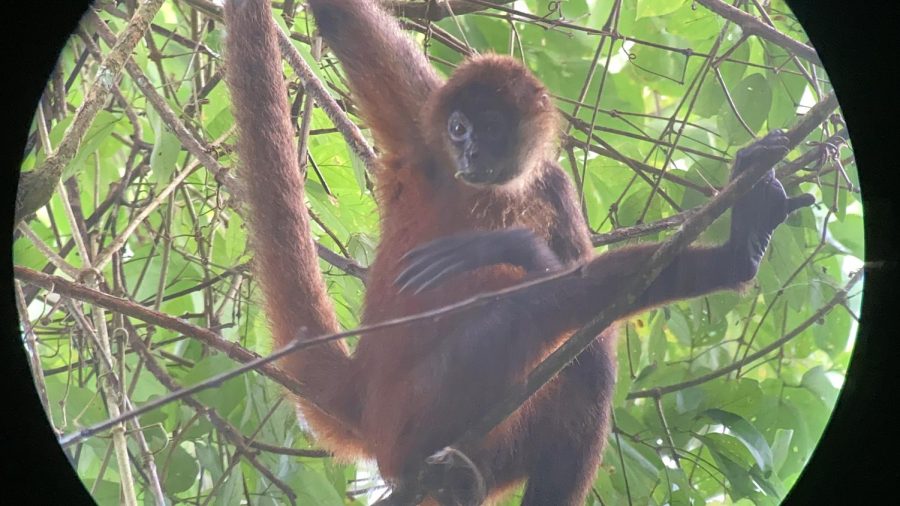 Spider monkey in the rainforest of the Osa Peninsula that  was eating a Costa Rican native fruit. 