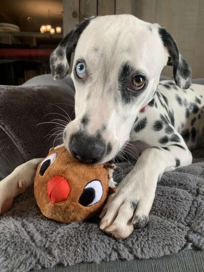 Following a trip to the pet store, Finn enjoys the sound of his new toy at home. 