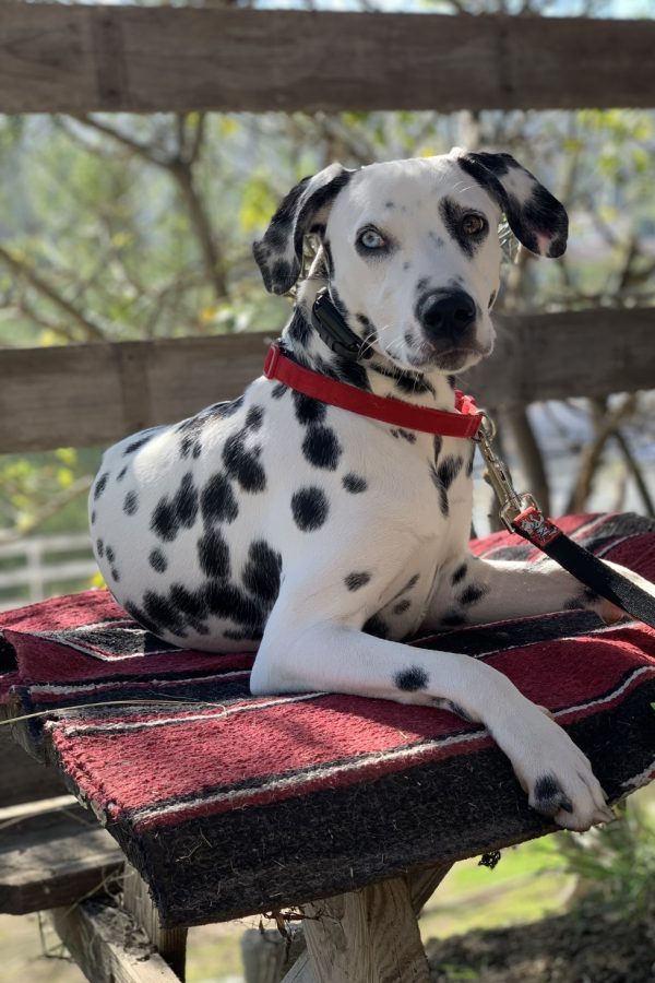 Finn is now comfortable in the new rural environment. Finn continues to relax after watching his owner get up.