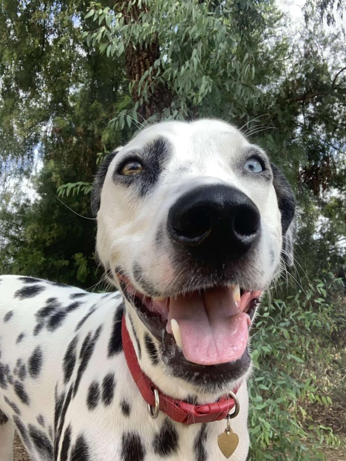 Finn finished his first walk of the day. Finn then bursts in excitement as his name is called outside for a treat. 