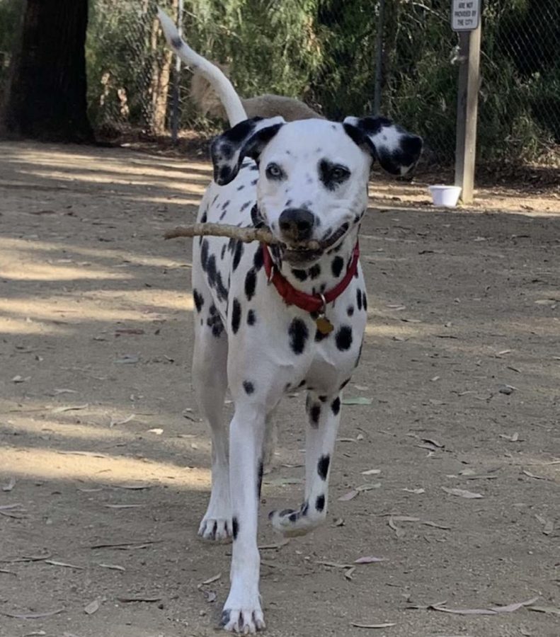 With tons of energy after a long ride, Finn explores his new friend’s scenery. In hopes of playing fetch, he retrieves a stick.