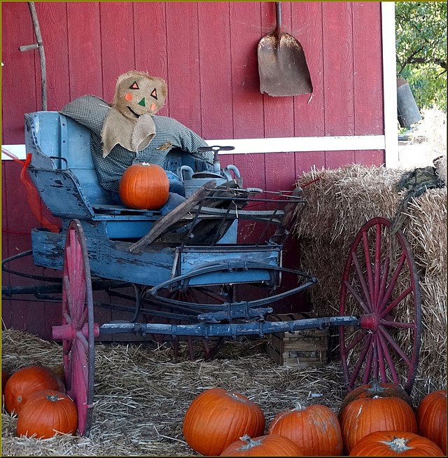 Pumpkin patches are a popular Halloween tradition. Scarecrows are used to keep the birds off the pumpkins and other crops. 